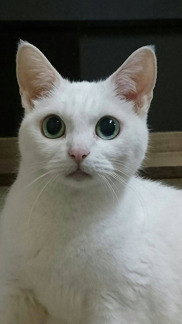 《猫忍》剧照第1张图片 《猫忍》剧照第1张图片