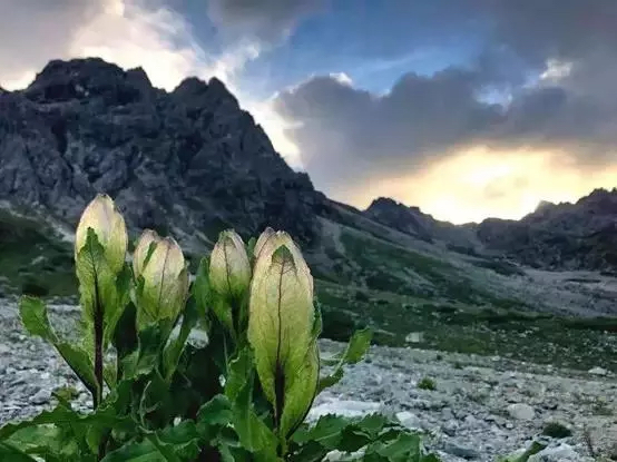 《影响世界的中国植物》海报第8张图片 《影响世界的中国植物》海报第8张图片